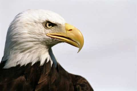 Bald eagle cams installed at Leesburg nest
