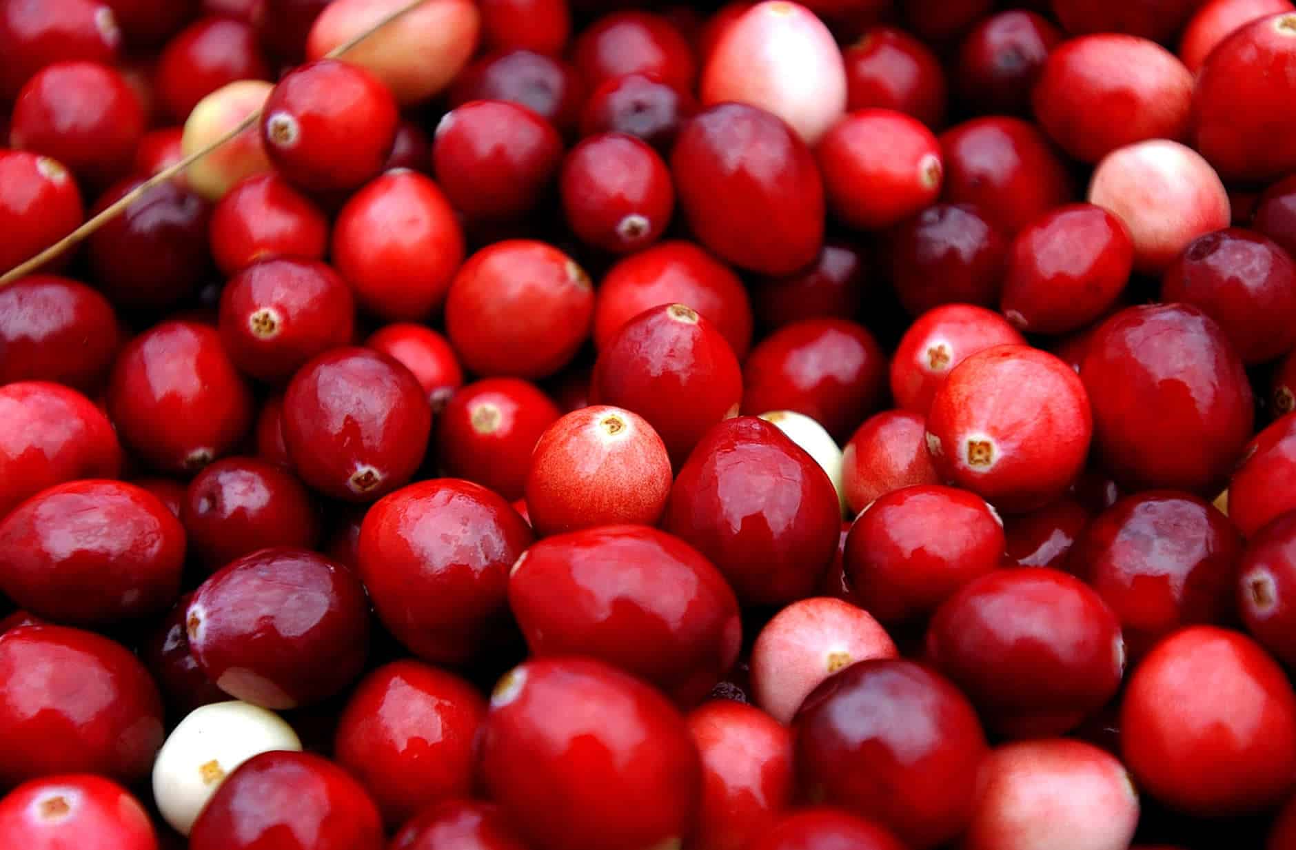 CARVER, MA - OCTOBER 22:  Cranberries are harvested at Weston Cranberry Farm October 22, 2004 in Carver, Massachusetts. Most of the worlds cranberries are harvested on 37 thousand acres in five states, with Massachusetts being the leading producer.   (Photo by Darren McCollester/Getty Images)