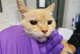 One of the 35 cats rescued from the possible hoarding situation in Northeast D.C. on March 15. (Photo courtesy of the Humane Rescue Alliance)