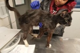 One of the 35 cats rescued from the possible hoarding situation in Northeast D.C. on March 15. (Photo courtesy of the Humane Rescue Alliance)