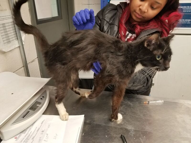 DC police: 35 cats rescued from 'potential hoarding' situation - WTOP News
