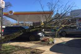 A tree falls near a gas station in Northwest D.C., following blustery winds in the area over the weekend. (Courtesy Christine Evans)