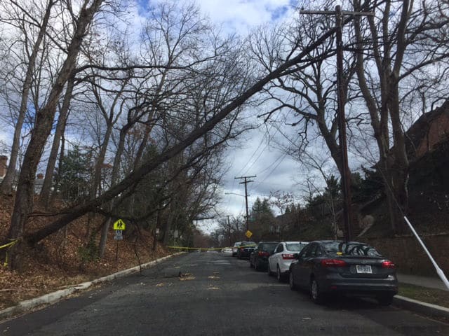 Police tape blocks off a road with a hazardous storm-damaged tree on Idaho Avenue in D.C. (WTOP/Darci Marchese)
