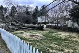 A tree knocked down by the wind at Queen Street and Ferry Road, pulling down power lines and a pole in Leesburg, Virginia. (WTOP/Neal Augensten)