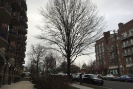 Photo shows flurries in D.C.