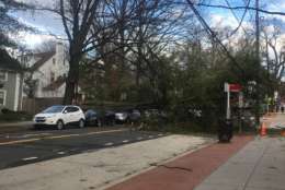 A tree landed on parked cars in the 3100 block of New Mexico Avenue in D.C. Friday. (Courtesy @dougfun via Twitter)
