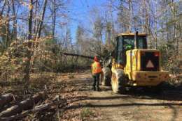 Prince William Forest Park will be closed for weeks in order to clean up and repair damage from Friday's windstorm. (Courtesy National Park Service)
