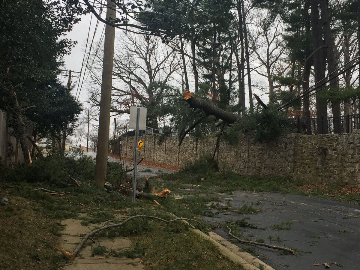 A big pine tree on the ground near Rockville Civic Center Park with down wires. (WTOP/John Domen)
