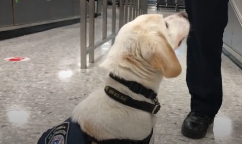 WATCH: Behind the invisible wall: Even a little beagle lends a hand at Dulles International Airport