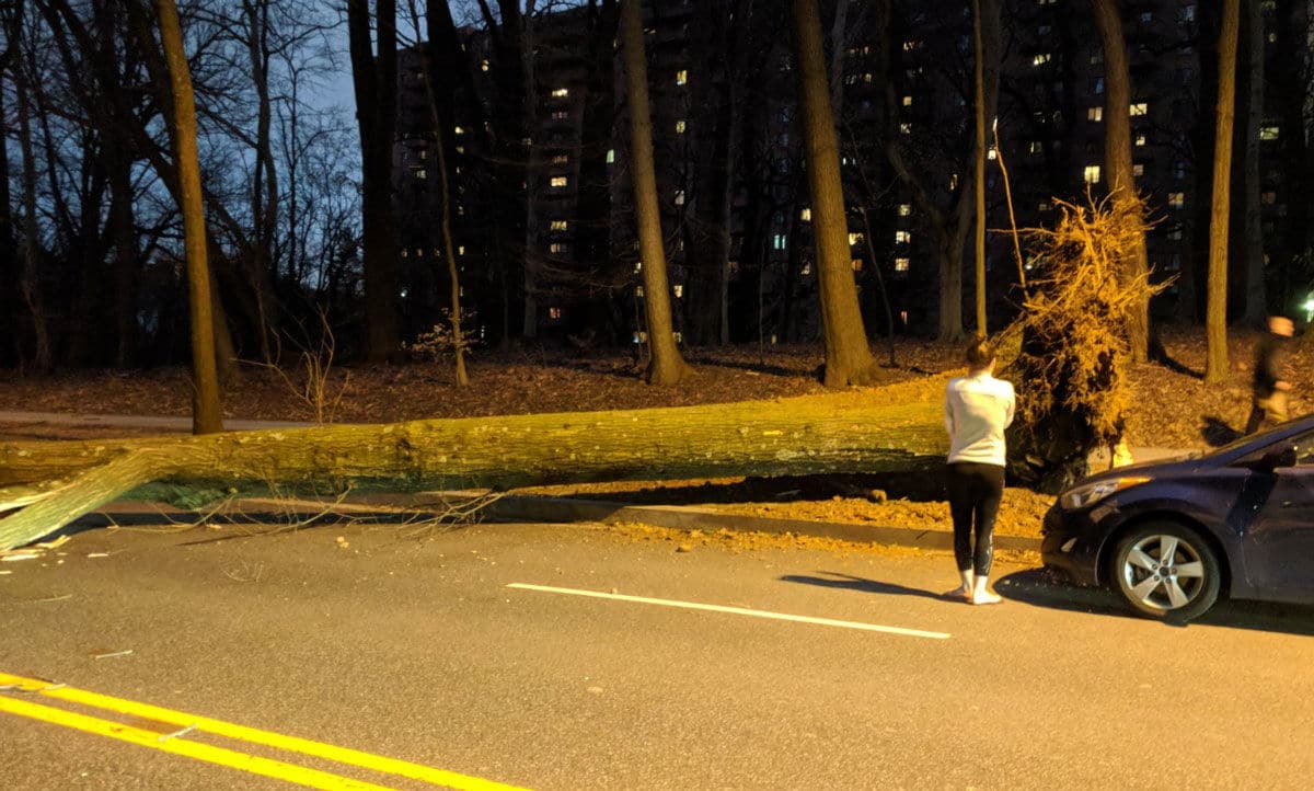 A tree is down, completely blocking the 4200 block of Massachusetts Avenue NW by Embassy Park Drive. It took out a couple of cars in the process.
 (WTOP/Brandon Millman)