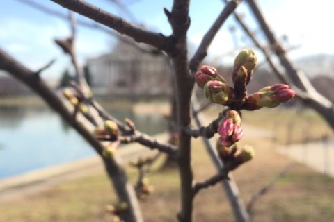 Wintry mix not expected to impact cherry blossoms’ peak bloom date, park service says