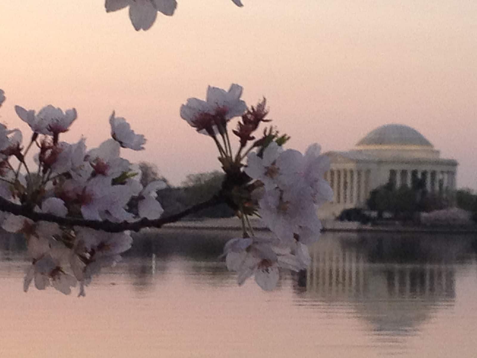 Cherry blossoms in bloom next to the Tidal Basin in Washington, D.C. (WTOP/John Domen)