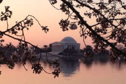 Cherry blossoms in bloom next to the Tidal Basin in Washington, D.C. (WTOP/John Domen)