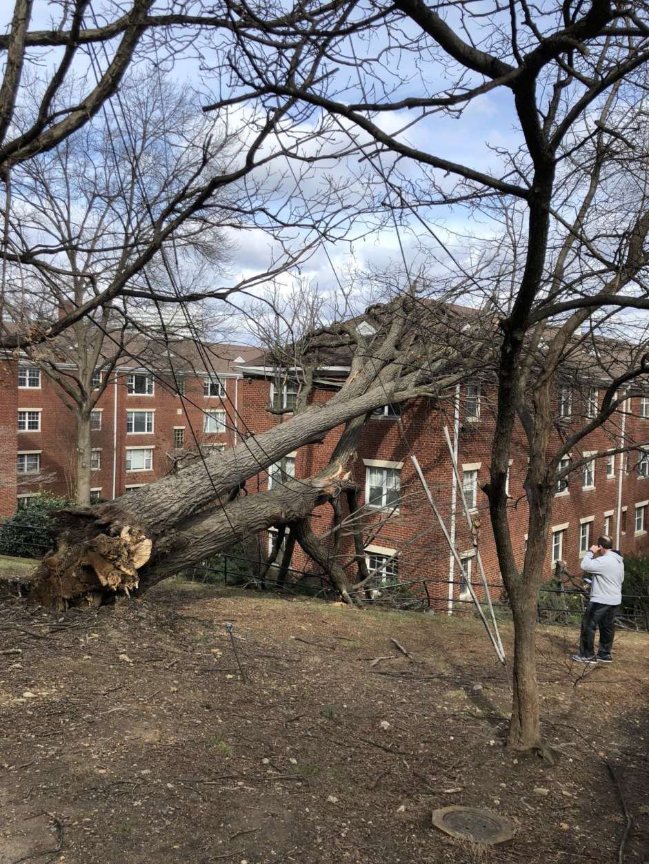 A tree tangled in utility lines fell on a building in the 1200 block of North Meade Street in Arlington. (Courtesy @wdahlstrom via Twitter)