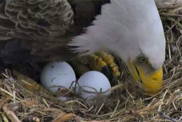 The second egg laid by The First Lady this year came on Wednesday afternoon. (©2018 American Eagle Foundation, EAGLES.org)