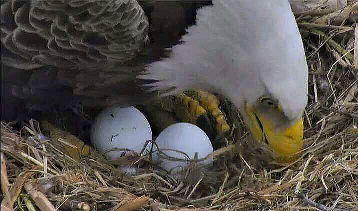 The second egg laid by The First Lady this year came on Wednesday afternoon. (©2018 American Eagle Foundation, EAGLES.org)