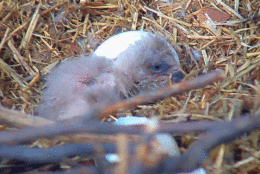 An eaglet under the protection of the Earth Conservation Corps hatched March 17 in D.C. (Courtesy Earth Conservation Corps)