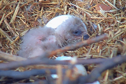 Video: It’s an eaglet! DC eagles add to their brood