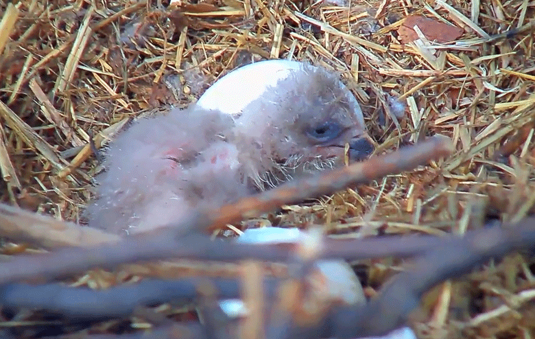 An eaglet under the protection of the Earth Conservation Corps hatched March 17 in D.C. (Courtesy Earth Conservation Corps)