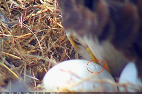 VIDEO: DC eaglet starts hatching
