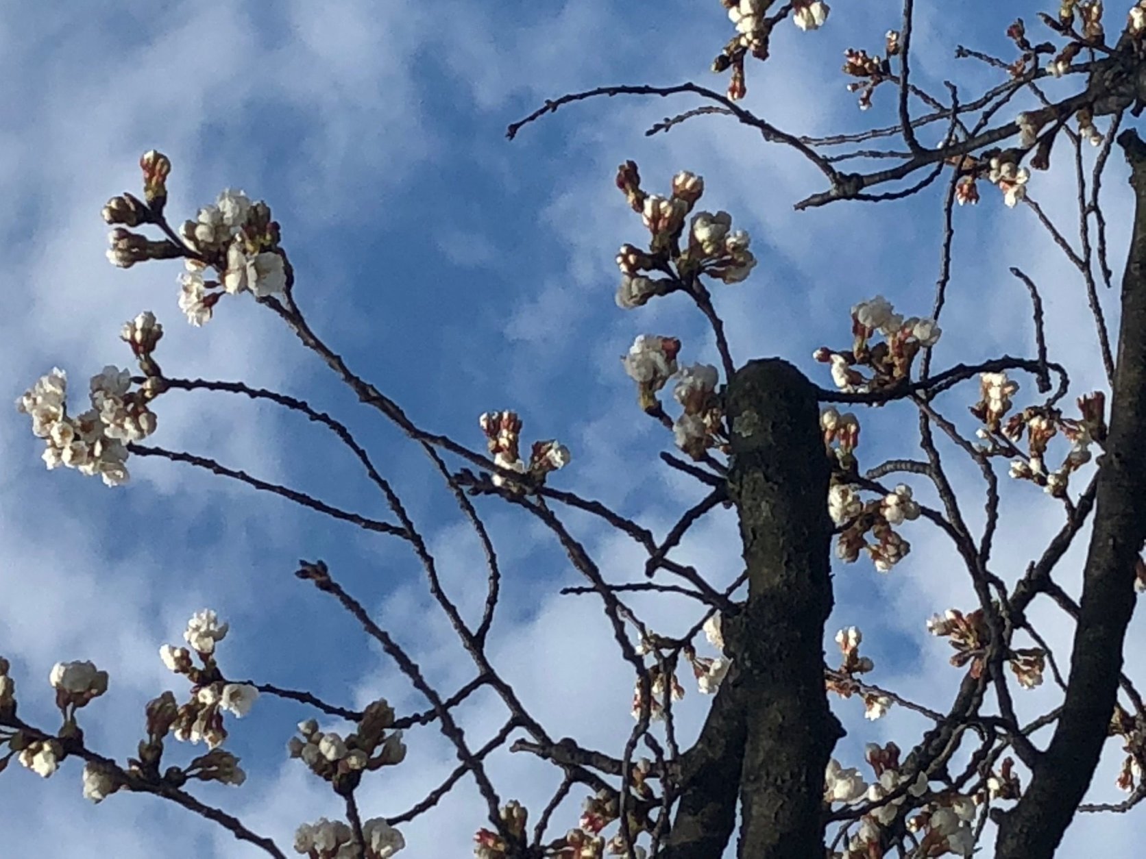 "We're a couple warm days from reaching full bloom for the 'indicator' tree. Once the 'indicator' tree is in blossom, that tells us we're about a week away from Peak Bloom," National Mall Spokesman Mike Litterst said. (Courtesy NPS/Mike Litterst)