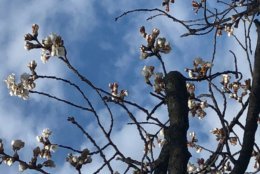 "We're a couple warm days from reaching full bloom for the 'indicator' tree. Once the 'indicator' tree is in blossom, that tells us we're about a week away from Peak Bloom," National Mall Spokesman Mike Litterst said. (Courtesy NPS/Mike Litterst)