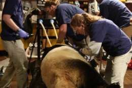 Veterinarians Dr. Kendra Bauer and Dr. Jessica Siegal-Willott attend to giant panda Mei Xiang sedated for artificial insemination. (Courtesy Amy Enchelmeyer)