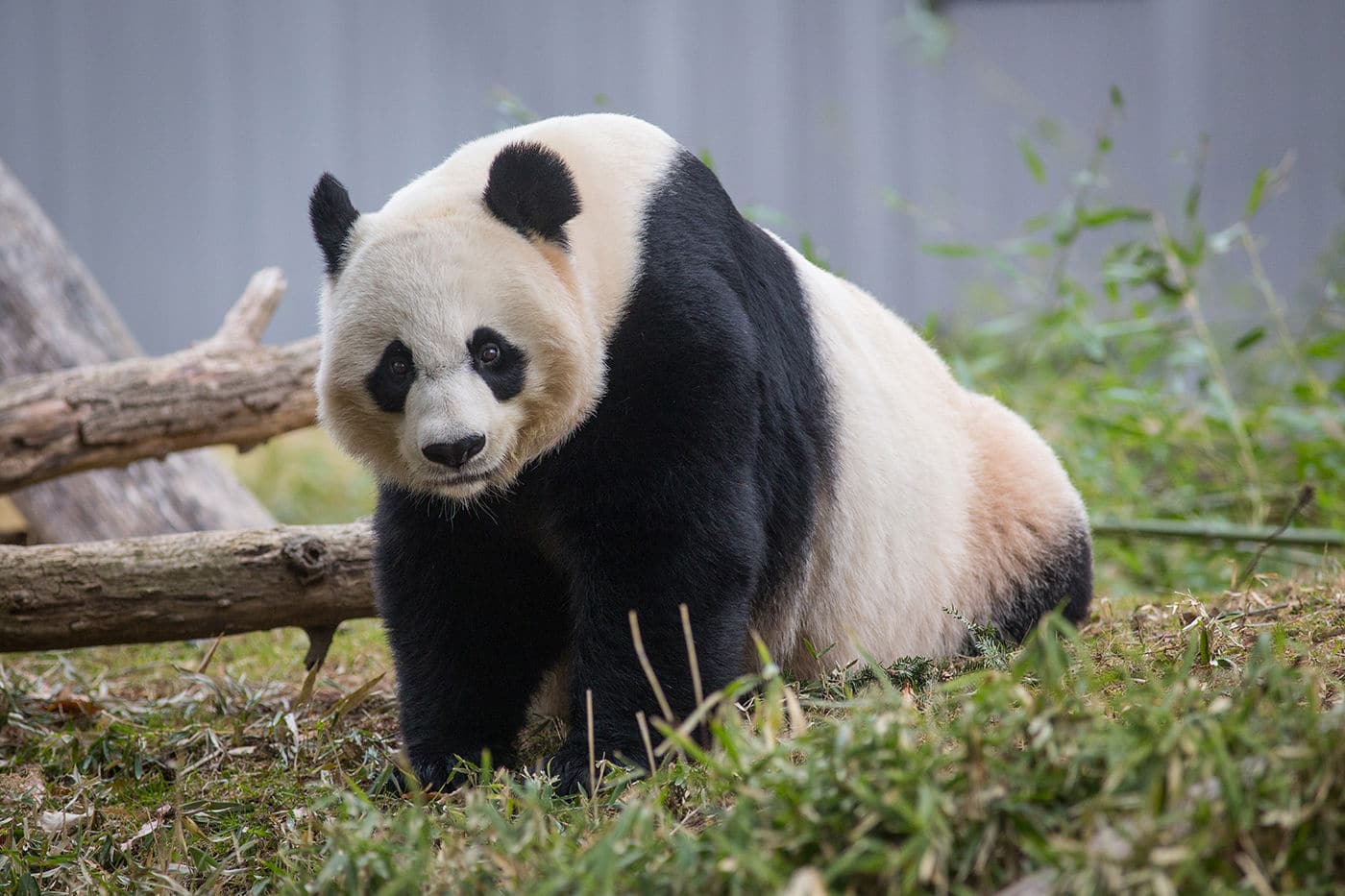 Giant panda at National Zoo.