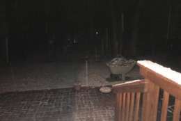 Snow in West Springfield, Virginia. (Courtesy Carol Brown) 