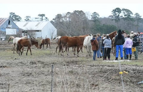 Horses on Maryland farm seized after dozens starve, die
