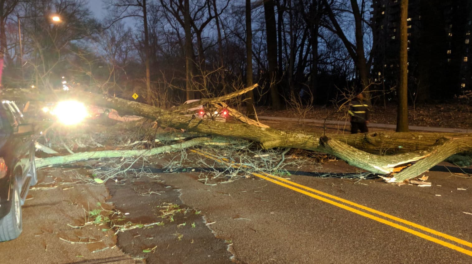 A fallen tree blocks the area of the 4200 block of Massachusetts Avenue in Northwest D.C. on Friday, March 2, 2018. (WTOP/Brandon Millman)