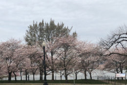 About 20 percent of the Yoshino cherry trees that line the Tidal Basin are now at full blossom, meaning the official bloom period has begun. Peak bloom -- when 70 percent of trees are at full bloom -- is projected for April 5-8. (Courtesy National Park Service)