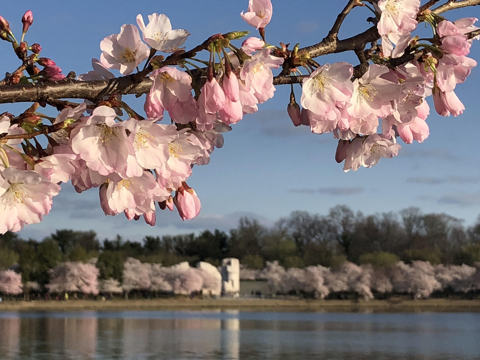 The cherry blossoms that line the Tidal Basin in D.C. reached peak bloom April 5, 2018 the National Park Service announced. (Courtesy National Park Service)