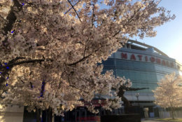 Cherry blossoms bloom outside Nationals Park Thursday ahead of the Nats' home opener against the New York Mets. (WTOP/Nick Iannelli)