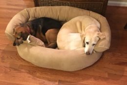 These two puppers --  Sandy and Scout -- are besties. (Maria Clements via Twitter)