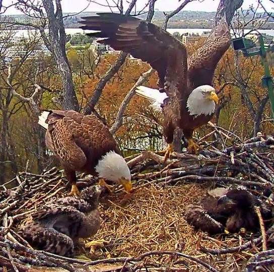 Liberty and Justice with the already quickly-growing Honor and Courage. (Courtesy Earth Conservation Corps)