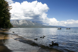 A family of ducks swims along the shore of South Lake Tahoe near the site of the 21st Annual Lake Tahoe Summit, Tuesday, Aug. 22, 2017, in South Lake Tahoe, Calif. The summit is a gathering of federal, state and local leaders to discuss the restoration and to sustain Lake Tahoe.(AP Photo/Rich Pedroncelli)