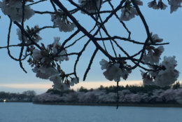 Cherry blossoms at the Tidal Basin. (WTOP/John Domen)