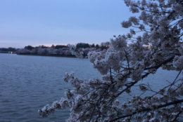 Cherry blossoms in full bloom at the Tidal Basin. (WTOP/John Domen)