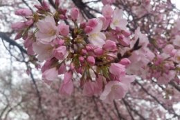 The possible snow on Monday should not affect the cherry blossoms's peak bloom, still set between April 8 to April 12. (WTOP/Kathy Stewart)