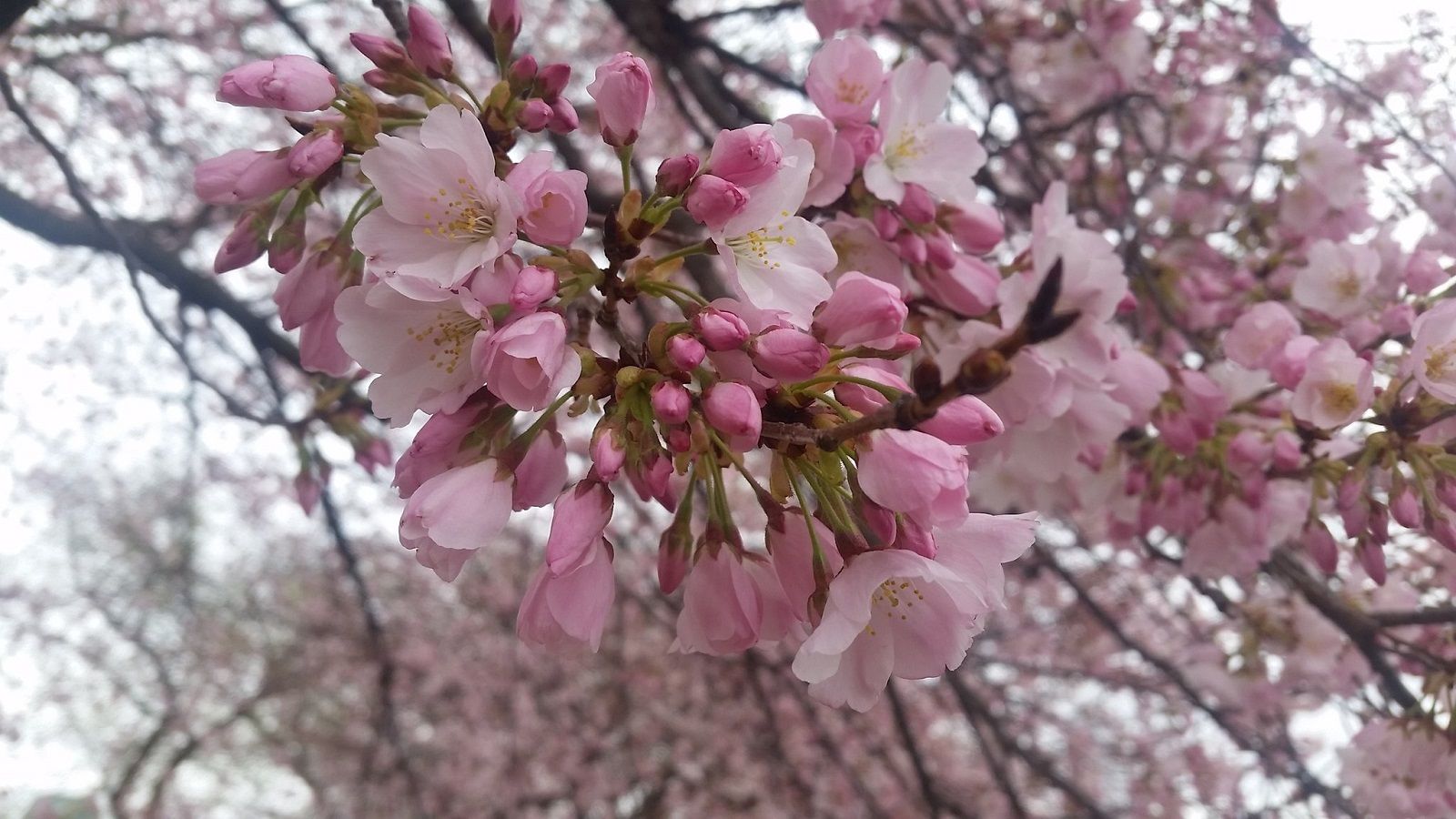 The possible snow on Monday should not affect the cherry blossoms's peak bloom, still set between April 8 to April 12. (WTOP/Kathy Stewart)