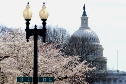 The U.S. Capitol is a backdrop against the fully bloomed cherry blossoms. (Courtesy Shannon Finney Photography) 