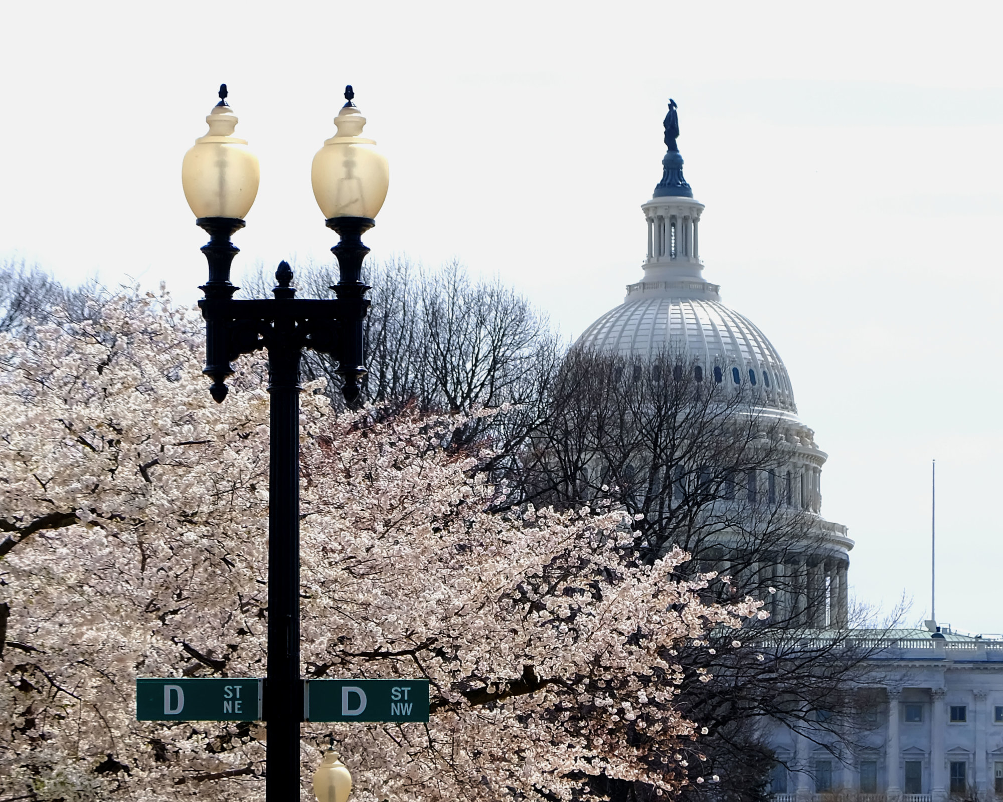 Road closures, but limited Metro work as Cherry Blossoms wrap up WTOP