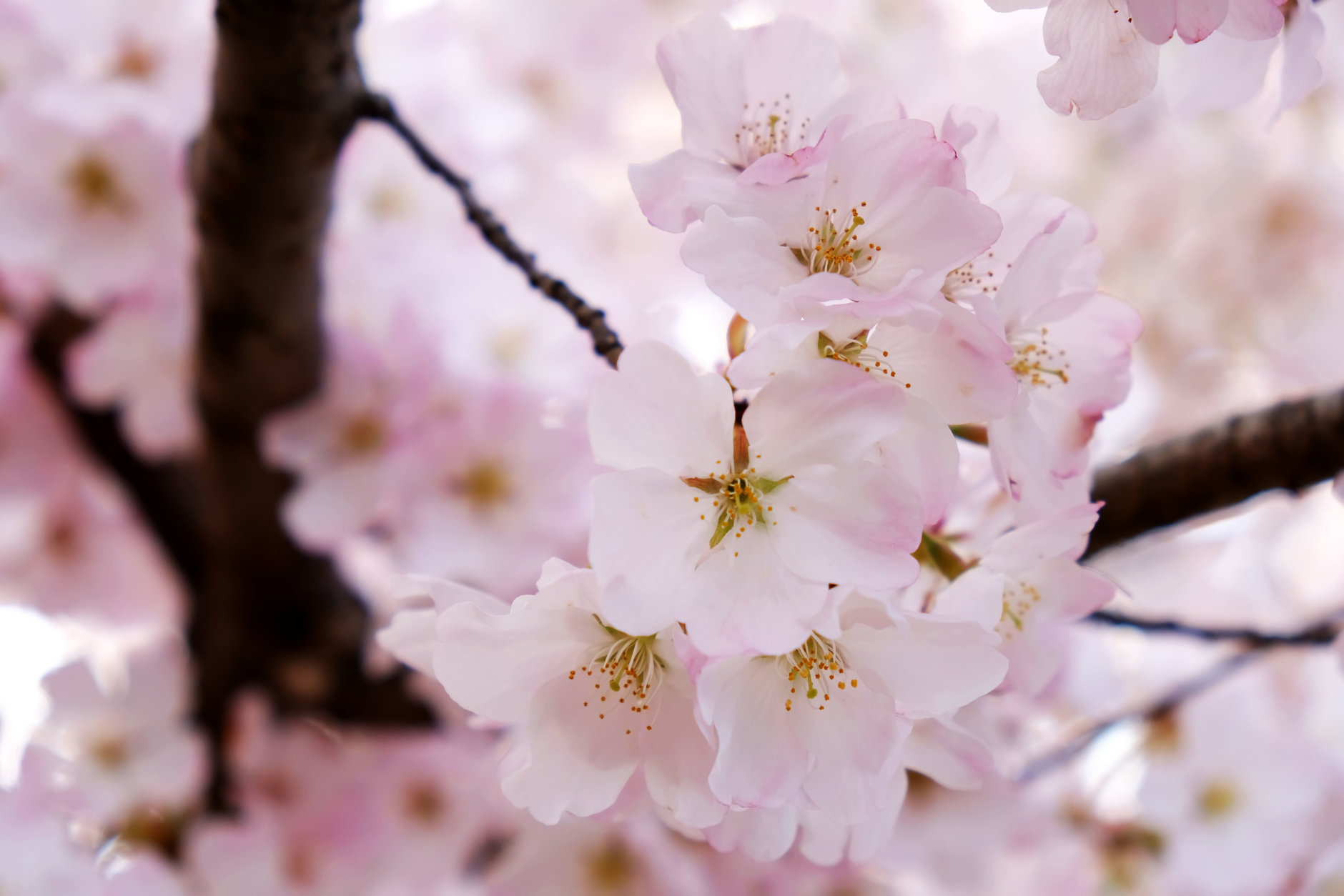 The D.C. Cherry Blossoms are nearing peak bloom. (Courtesy Shannon Finney/shannonfinneyphotography.com)