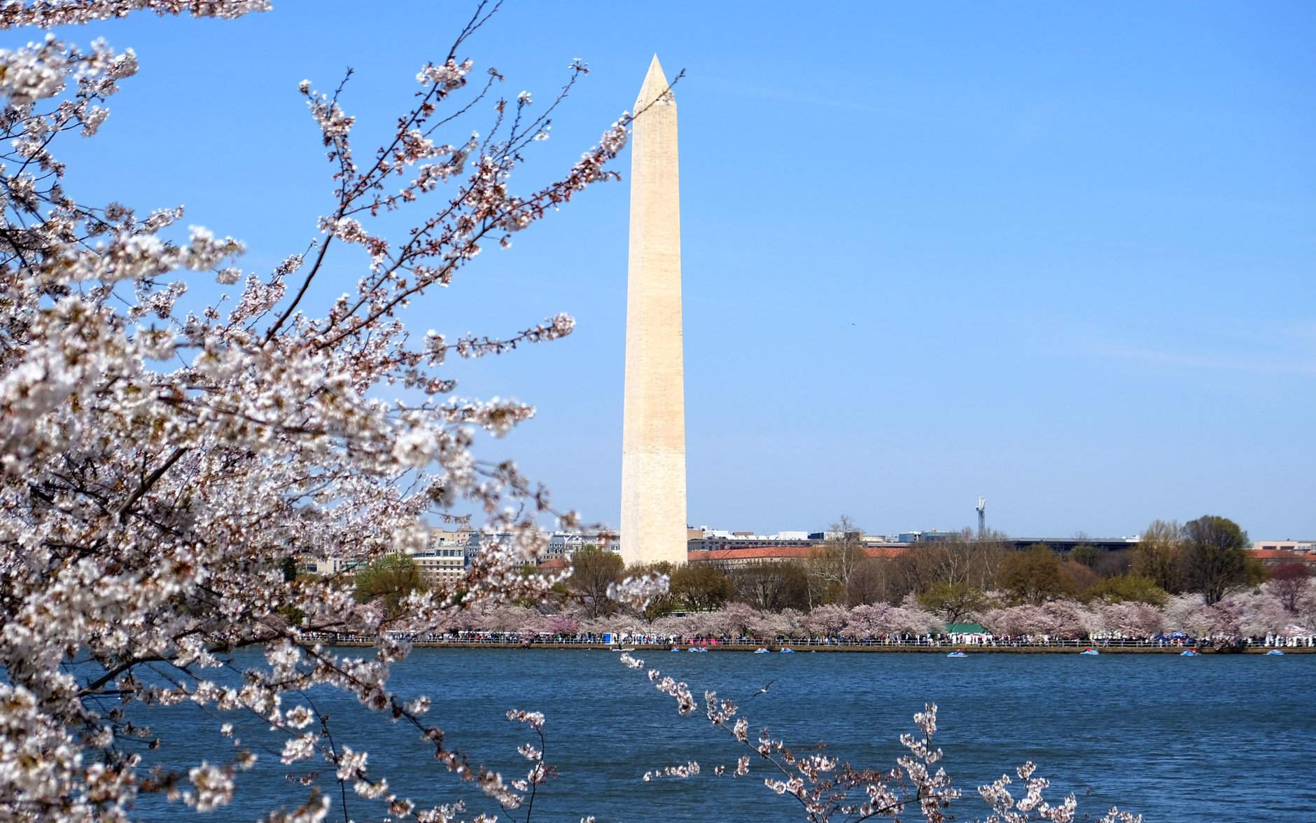 The D.C. Cherry Blossoms are at peak bloom. (Courtesy Shannon Finney/shannonfinneyphotography.com)