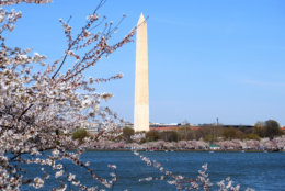 The D.C. Cherry Blossoms are at peak bloom. (Courtesy Shannon Finney/shannonfinneyphotography.com)