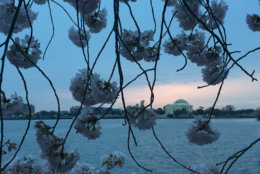 The cherry blossoms at the Tidal Basin Friday, April 6, 2018. (WTOP/John Domen)