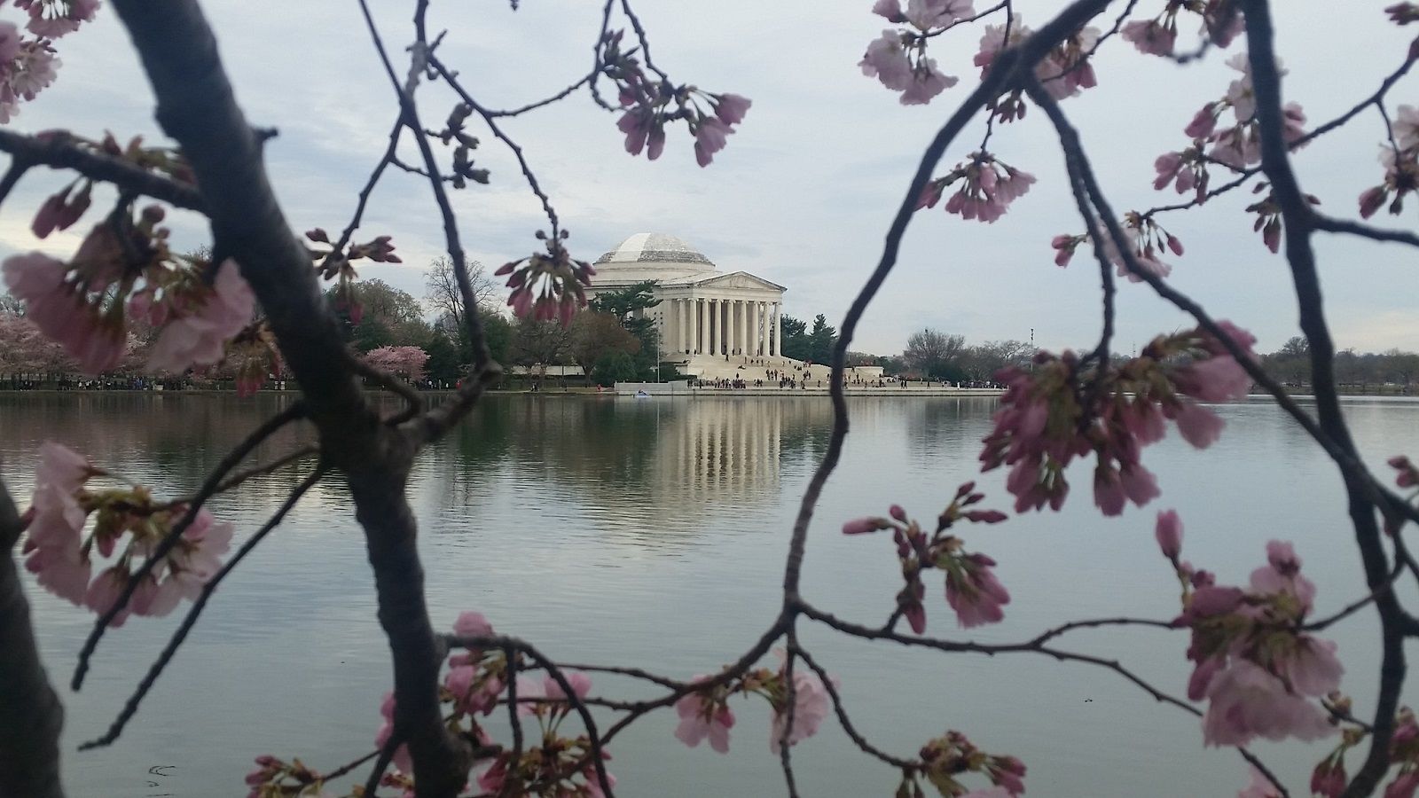 Because temperatures will not drop under 30 degrees, the cherry blossoms should be safe from any crucial damage, said Mike Litterst with the National Park Service. (WTOP/Kathy Stewart)