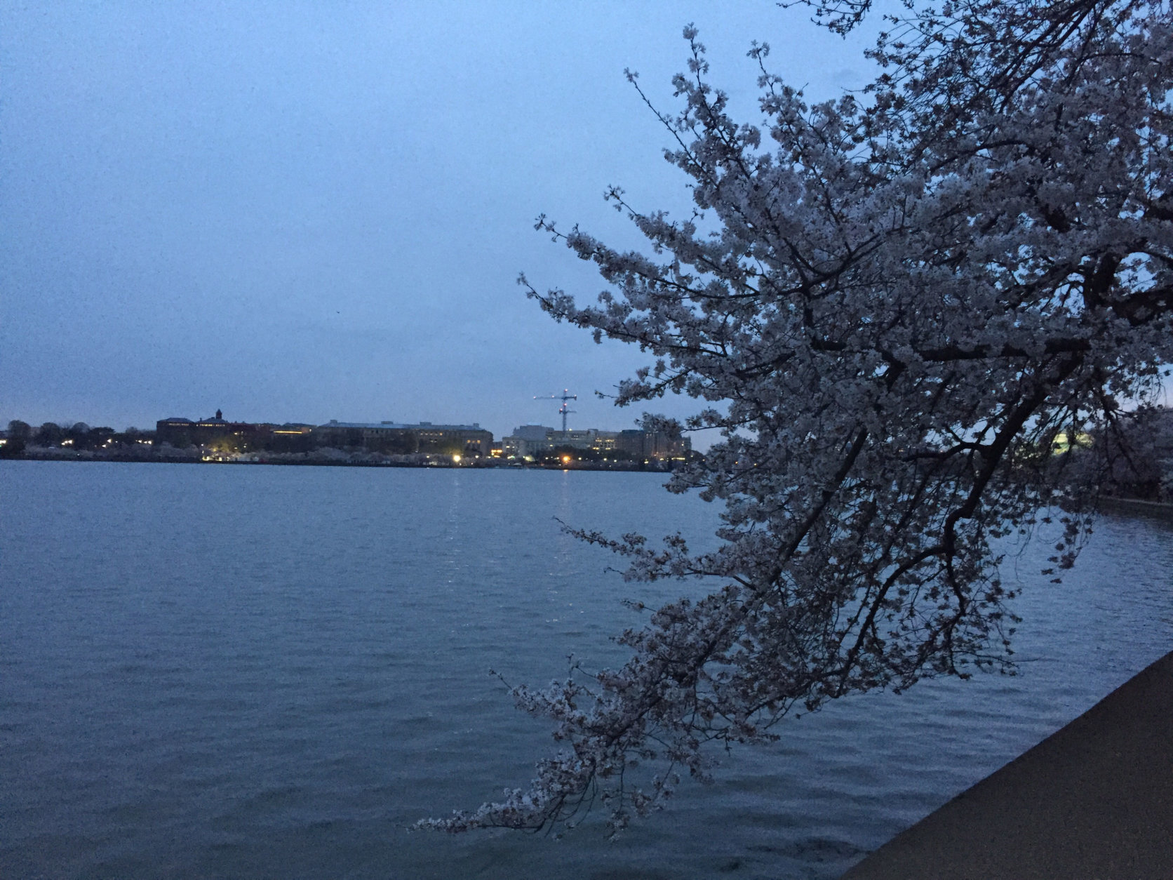 Cherry blossoms in the early morning hours of April 6, 2018. (WTOP/John Domen)