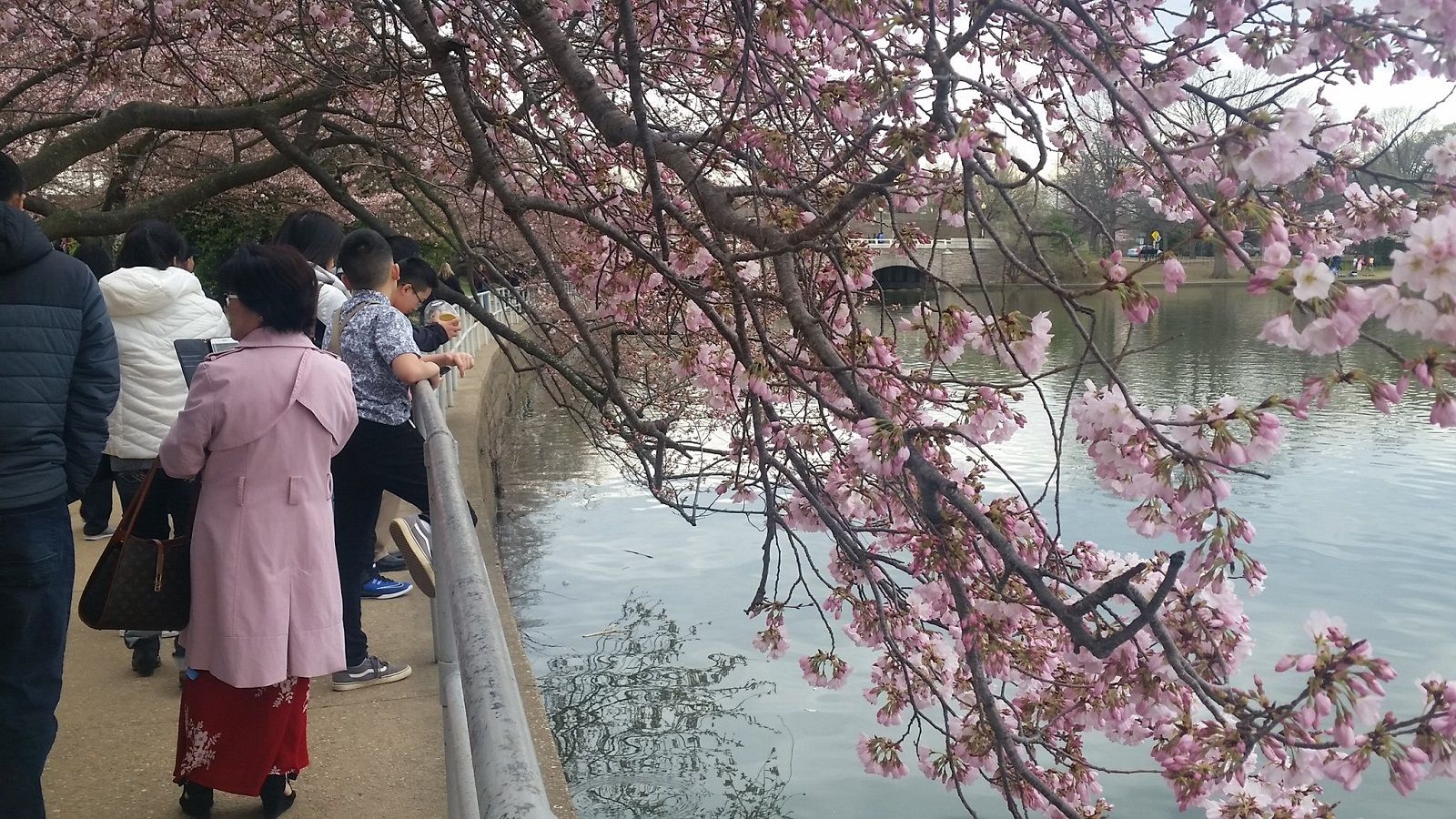 People were enjoying Easter Sunday along the Tidal Basin, where the cherry blossoms have begun turning pink and vibrant. (WTOP/Kathy Stewart)